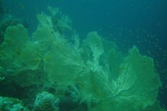 u_longimanus_1574