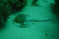 u_longimanus_1580