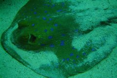 u_longimanus_1582