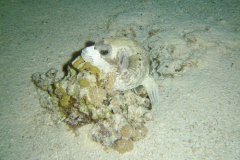 u_longimanus_1602