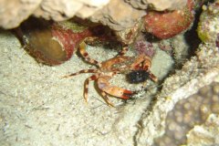 u_longimanus_1604