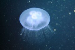 u_longimanus_1607