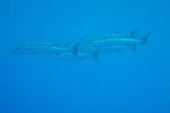 u_longimanus_1628