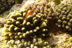 u_longimanus_1639