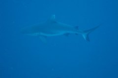 u_longimanus_1658