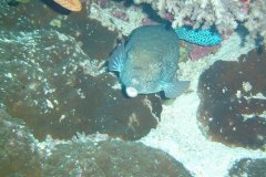 u_longimanus_1665