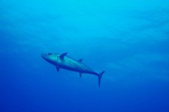 u_longimanus_1679