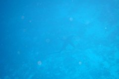 u_longimanus_1685
