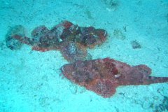 u_longimanus_1687
