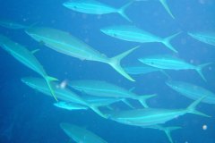 u_longimanus_1702