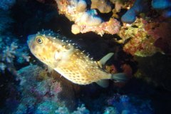 u_longimanus_1742
