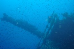 u_longimanus_1750