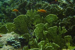 u_longimanus_1756