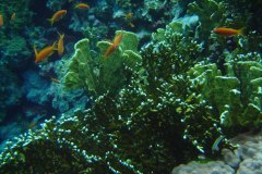 u_longimanus_1757