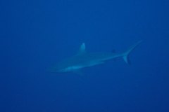 u_longimanus_1765