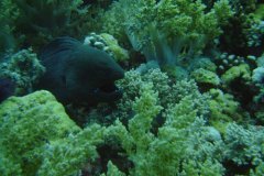 u_longimanus_1768