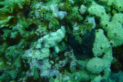 u_longimanus_1793