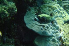 u_longimanus_1811