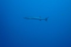 u_longimanus_1819