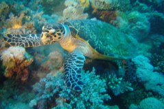 u_longimanus_1822