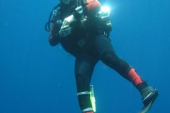 v_longimanus_0128