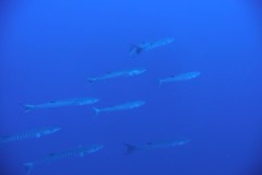 p1060091