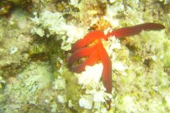 u_menorca_d3430