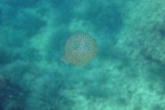 u_menorca_d3431