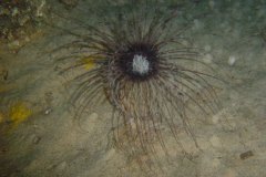 u_menorca_d3452