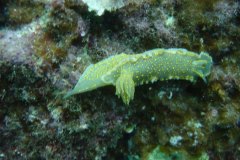 u_menorca_d3473