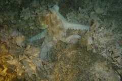 u_menorca_d3484