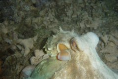 u_menorca_d3486