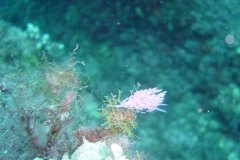 u_menorca_d3491