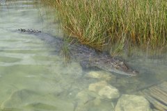 mexico_k2313