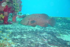 u_mexico_b4608