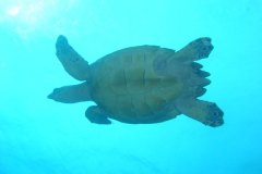 u_mexico_b4619