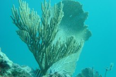 u_mexico_d2577