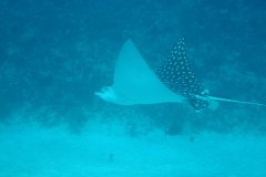 u_mexico_p0308