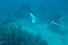 u_mexico_p0309