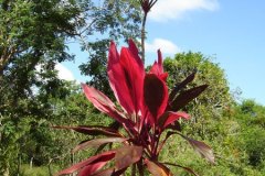 v_mexico_s0036