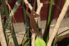 v_mexico_s0066