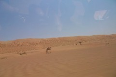 SAMSUNG DIGITAL CAMERA