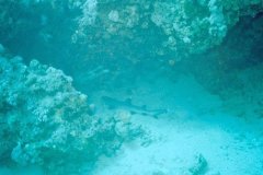 safaga01_31
