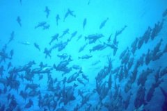 u_sharm02_04