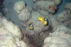 u_sharm02_109