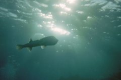 u_sharm02_115