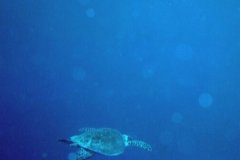 u_sharm02_20
