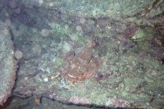 u_sharm02_29