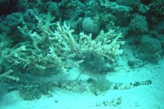 u_sharm02_40