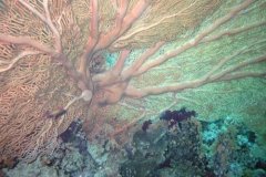 u_sharm02_74